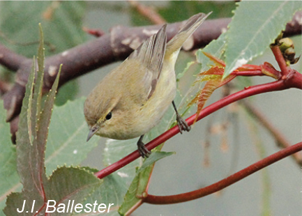 Vogel afbeelding 6