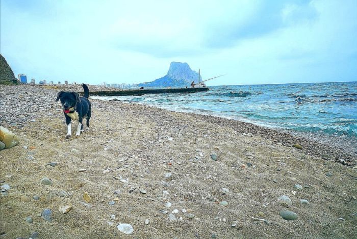 Cala Les Urques - Perros