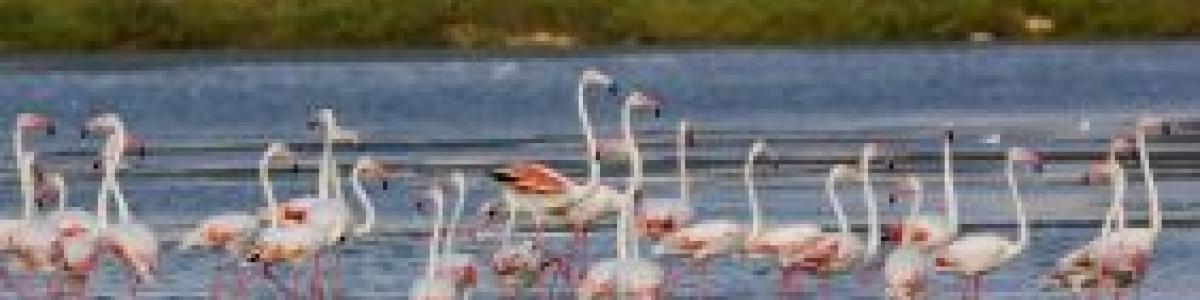 Las Salinas de Calp, un Paraíso Para el Avistamiento de Aves